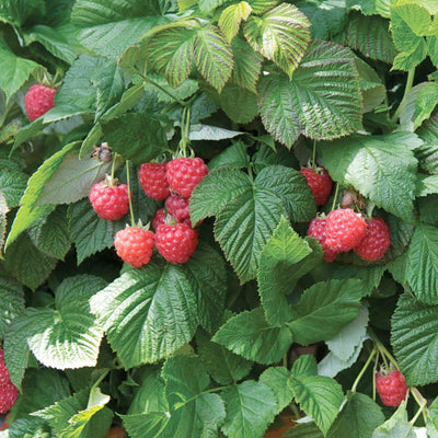 Raspberry 'Shortcake' - 2 Gallon