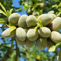 Nut Almond 'All-In-One' - Genetic Dwarf - #15 Gallon