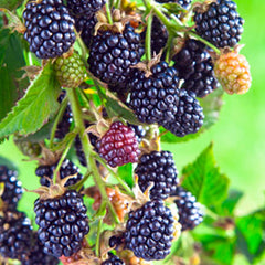 Berry Blackberry 'Olallie' - #2 Gallon