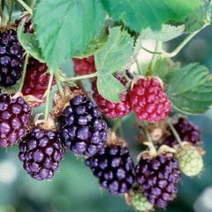 Berry Boysenberry - Thornless - #2 Gallon