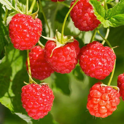 Berry Raspberry Red 'Red Heritage' - #2 Gallon
