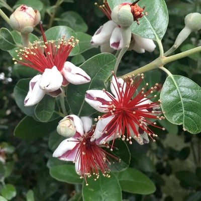 Feijoa Sellowiana - #5 Gallon