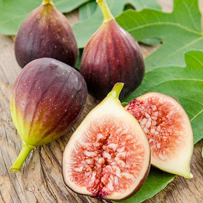 Fig 'Improved Brown Turkey' - 5 Gallon