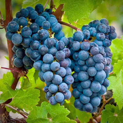 Grape 'Cabernet Sauvignon' - Vineyard Graft - #5 Gallon
