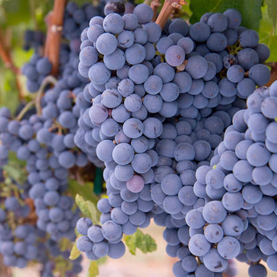 Grape 'Merlot' - #5 Gallon