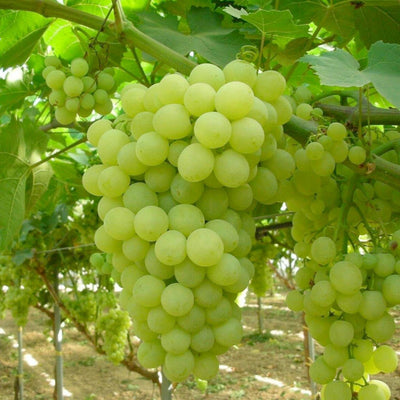 Grape 'Thompson' - Seedless - #5 Gallon
