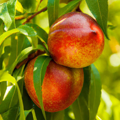 Nectarine 'Panamint' - Semi-Dwarf - #15 Gallon
