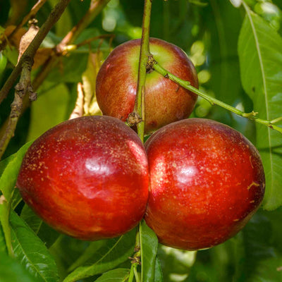 Nectarine 'Snow Queen' - Semi-Dwarf - #15 Gallon