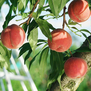 11111288053_320x.jpg?v=1690401584