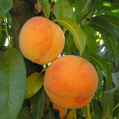 Peach 'Bonita' - Std.Root - #15 Gallon