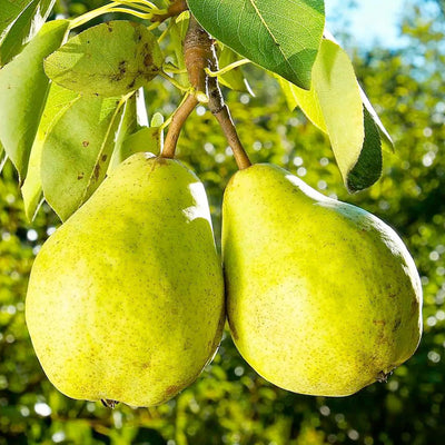 Pear 'Flordahome' - Semi-Dwarf - #5 Gallon