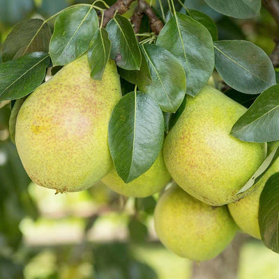 Pear 'Hood' - Semi-Dwarf - #5 Gallon