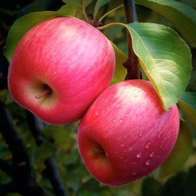 Apple 'Pink Lady' - Semi-Dwarf - #5 Gallon