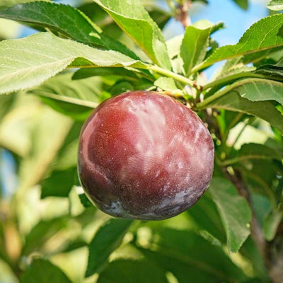Plum 'Weeping Santa Rosa Plum' - #15 Gallon