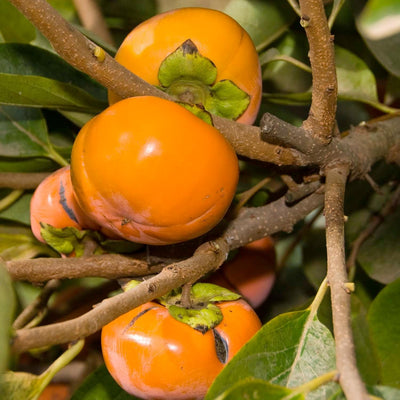 Persimmon 'Coffeecake' - #5 Gallon