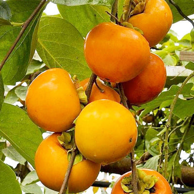 Persimmon 'Giant Fuyu' - #5 Gallon