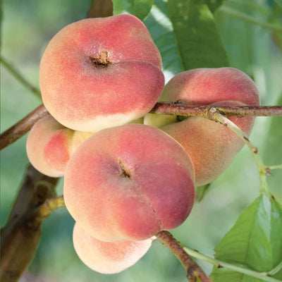 Peach 'Donut' (Stark Saturn)' - Semi-Dwarf - 24" Box