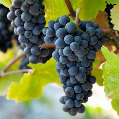 Grape 'Pinot Noir' - #3 Gallon