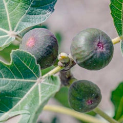 Fig 'White Genoa' - #5 Gallon