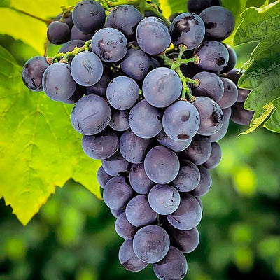 Grape 'Concord', Eastern -Seedless - #3 Gallon