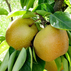 Pear 'Asian Shinseiki' - #5 Gallon