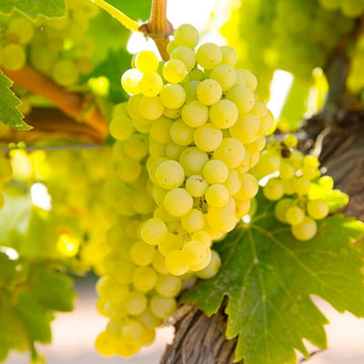 Grape 'Chardonnay' - #3 Gallon