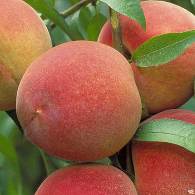 Peach 'May Pride' - Std.Root - #5 Gallon