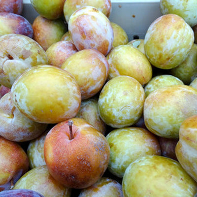 Pluot 'Flavor Grenade' - Semi-Dwarf - #5 Gallon