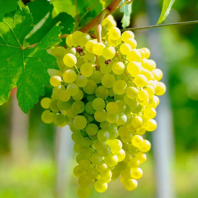 Grape 'Interlaken' - Seedless - #3 Gallon