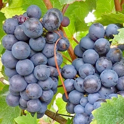 Grape 'Black Monukka' - Seedless - #3 Gallon