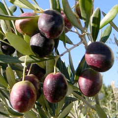 Olea Europaea 'Manzanillo' - #15 Gallon