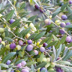 Olea Europaea 'Arbequina' - #15 Gallon