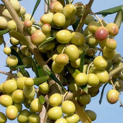 Olea Europaea 'Arbosana' - #15 Gallon
