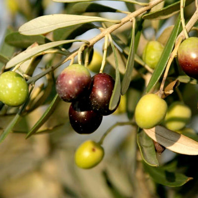 Olea Europaea 'Mission' - Std.Tree - #5 Gallon