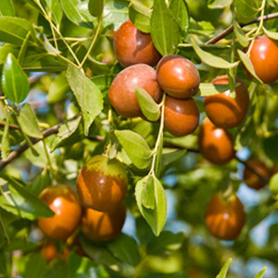 Jujube 'Sugar Cane' - #5 Gallon