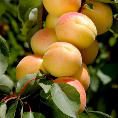Apricot 'Katy' - Std.Root - #15 Gallon