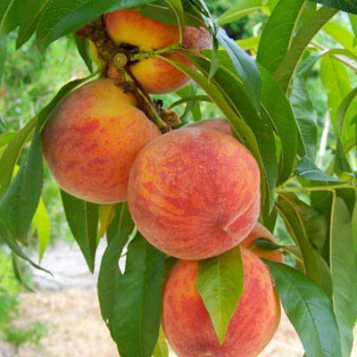 Peach 'August Pride' - Std.Root - #15 Gallon