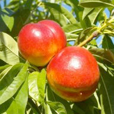 Nectarine 'Arctic Star White' - Semi-Dwarf - 24" Box