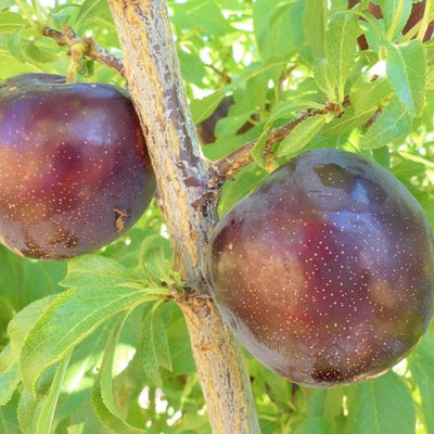 Plum 'Burgundy' - Std.Root - #5 Gallon
