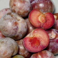 Pluot 'Dapple Supreme' - Semi-Dwarf - #5 Gallon