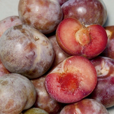 Pluot 'Dapple Supreme' - Semi-Dwarf - #5 Gallon