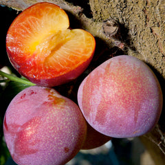 Plum 'Beauty' - Std.Root - #5 Gallon