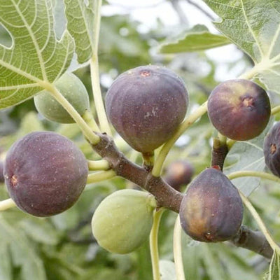 Fig 'Osborne Prolific' - #5 Gallon