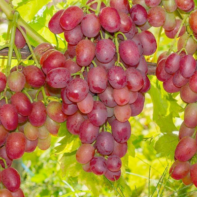 Grape 'Canadice' - Seedless - #3 Gallon