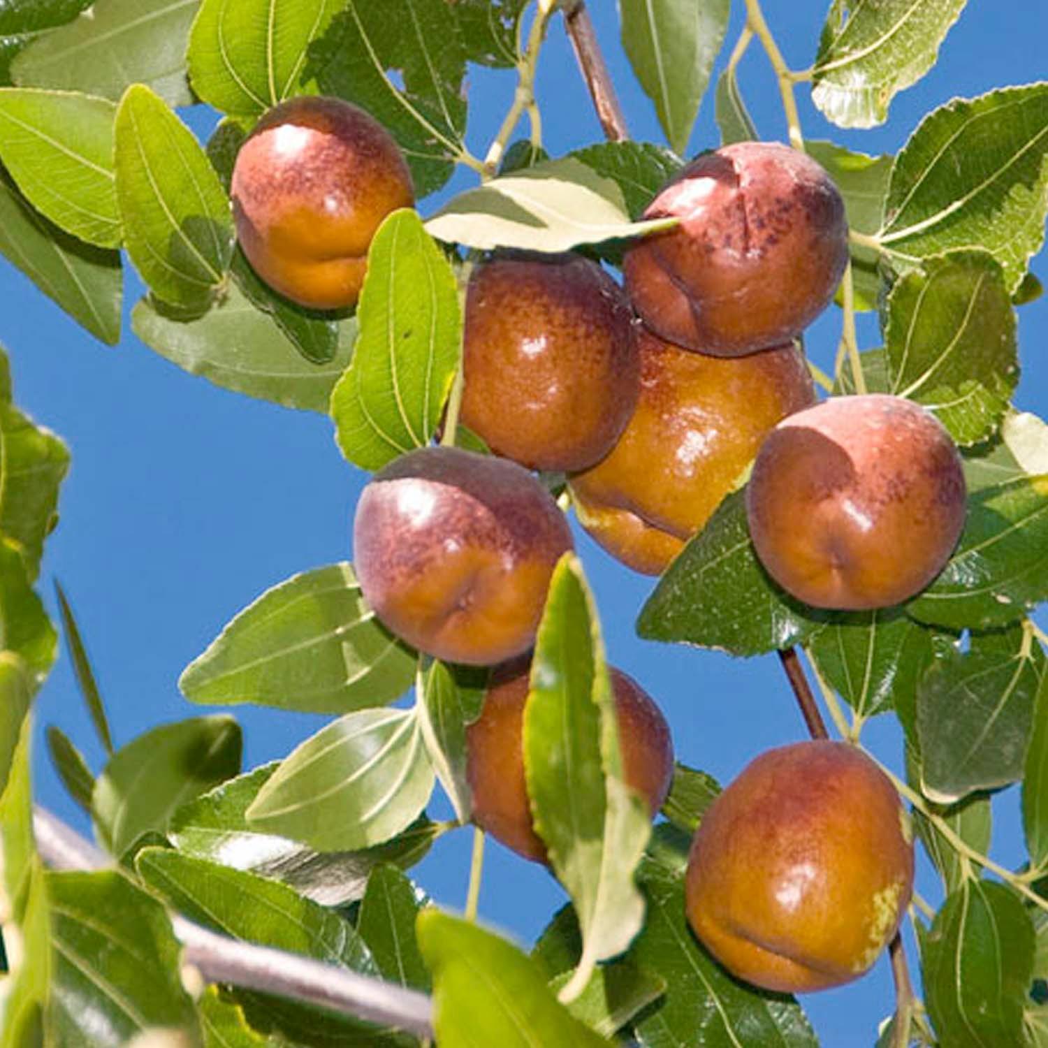 Jujube 'Li' - #5 Gallon – Roger's Gardens