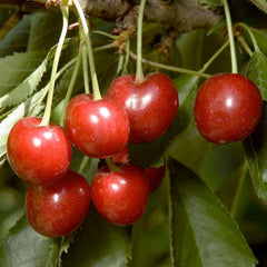 Cherry 'Minnie Royal' - Semi-Dwarf - #5 Gallon