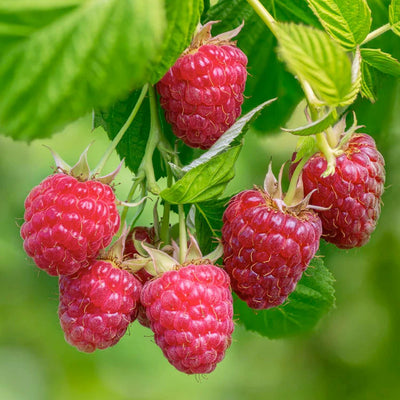 Berry Raspberry Red  'Amity' - #2 Gallon