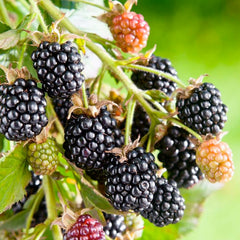 Berry Blackberry 'Black Satin' (Thornless) - #2 Gallon