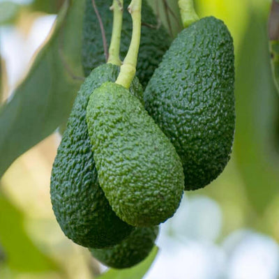 Avocado 'Hass On Toro Canyon' - #15 Gallon