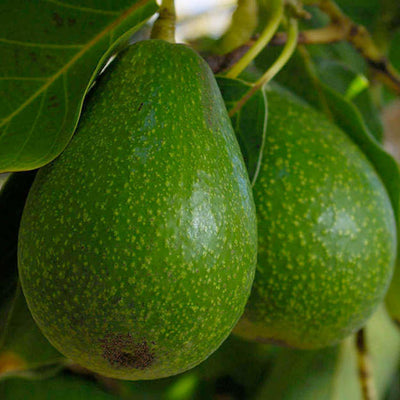 Avocado 'Fuerte' - #5 Gallon